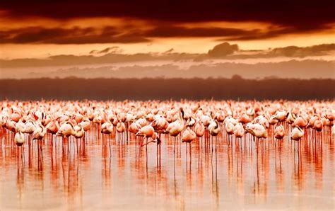 Lake Nakuru and Lake Naivasha - Africa Destination - Micato Safaris