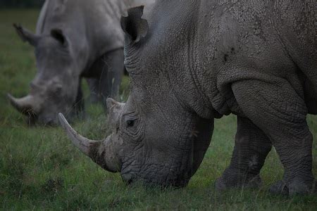 Western Black Rhinoceros | Facts, Characteristics & Extinction | Study.com