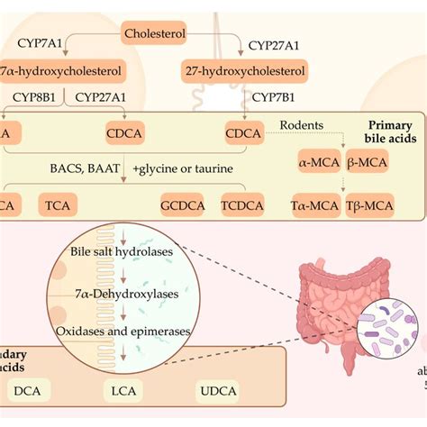 Bile acid synthesis and enterohepatic circulation. Schematic... | Download Scientific Diagram