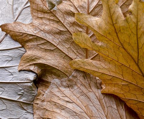 Autumn Leaves of Gold Photograph by Carolyn Marshall - Fine Art America