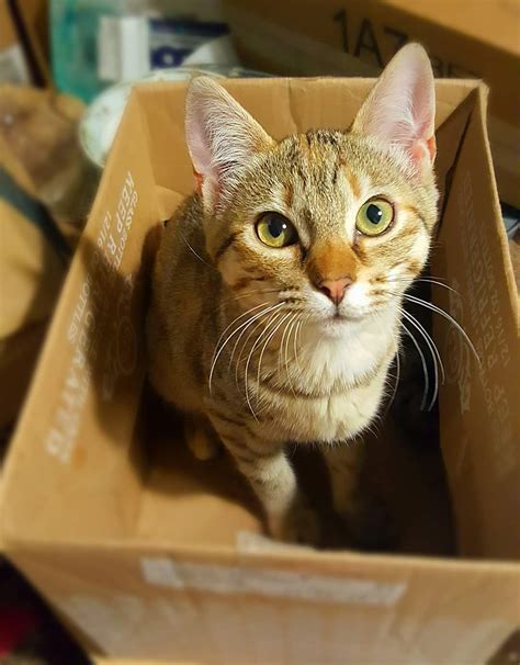 A beautiful cat sitting in a cardboard box : r/Eyebleach