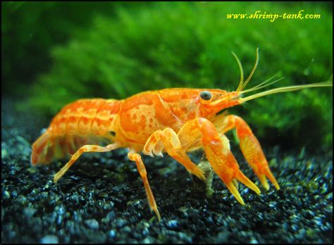 CPO-Male-c.jpg (2413×1773) | Crayfish, Freshwater fish, Tropical fish tanks