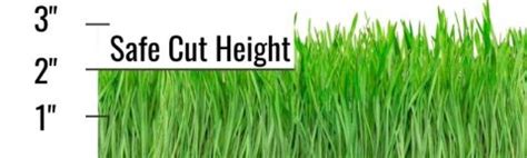 Perfect Lawn Mower Height Setting » How tall to cut grass