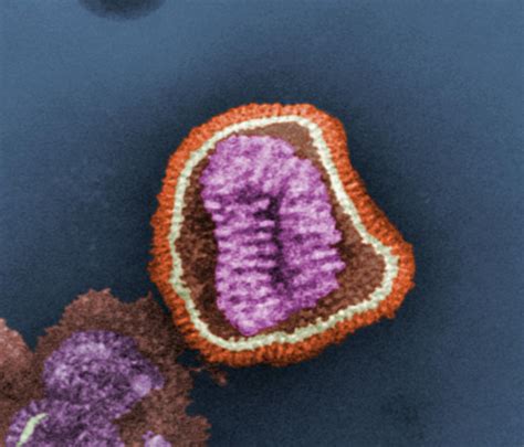 H7N9 Influenza Virus: Ethnicity and Protection from Infection | The Global Fool
