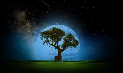 Tree Night Wallpaper Desktop Background - Night Tree Wallpaper Hd (#884862) - HD Wallpaper ...