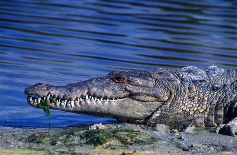 John Burk Photography | Floria | American Crocodile in Everglades National Park