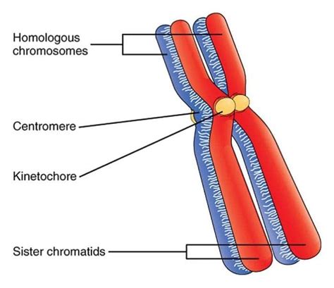 What Is A Homologous Chromosome? | Biology Explorer