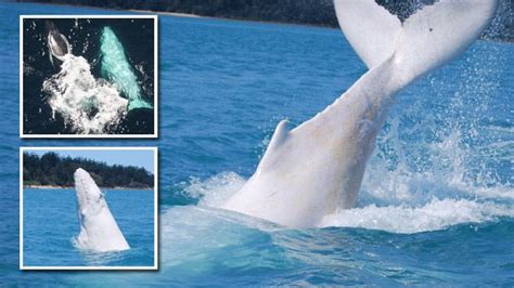 All-white humpback whale calf in the Whitsunday Islands off Queensland, Australia (in small top ...