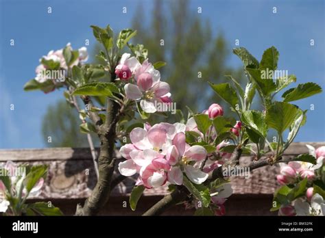 Pink apple blossom Stock Photo - Alamy