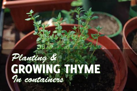 Growing Thyme in Pots - in No 'Thyme' at All - GardenHugs.com