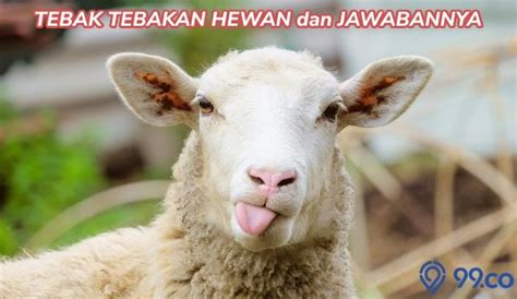 50 Tebak Tebakan Hewan dan Jawabannya yang Lucu serta Bikin Ngakak. Receh dan Ngeselin! - News+ ...