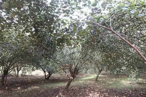 Ziziphus Mauritiana Fruit Tree Farm on Field Stock Photo - Image of crops, branch: 272749738