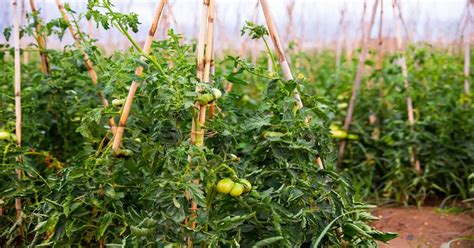 Tomato Plant Spacing - GIY Plants