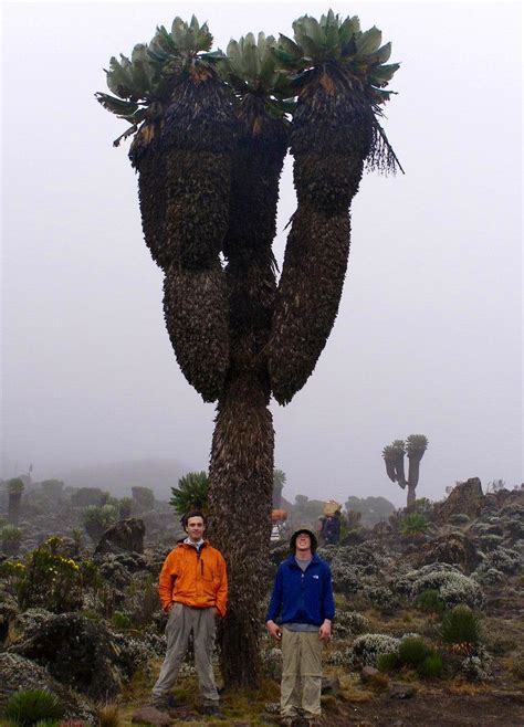 Giant Groundsels: The Prehistoric plants of Mount Kilimanjaro