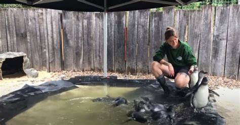 Baby penguins find their flippers for first ever swimming lesson | UK News | Metro News