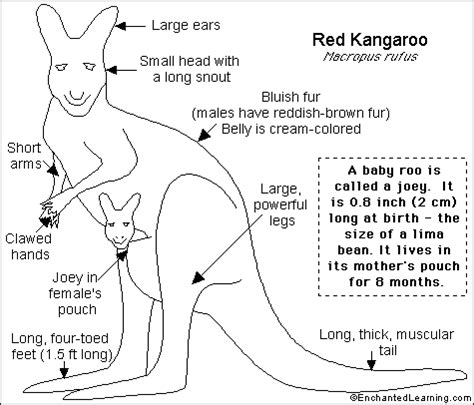 Kangaroo Printout- EnchantedLearning.com | Kangaroo, Red kangaroo, Australia animals