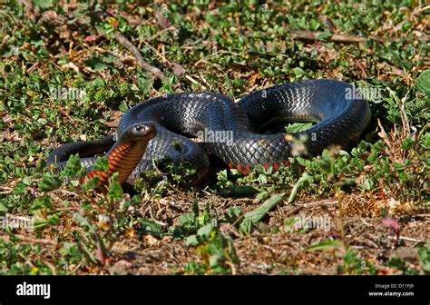 Australian red bellied black snake in wetlands in NSW Australia Stock Photo - Alamy