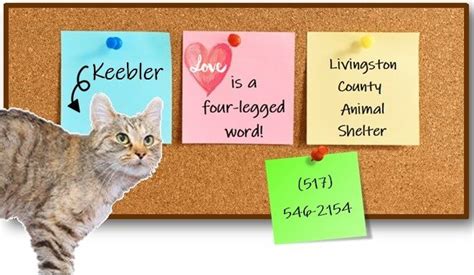 Livingston County Animal Shelter Adoption of the Week: Keebler – The Livingston Post.com