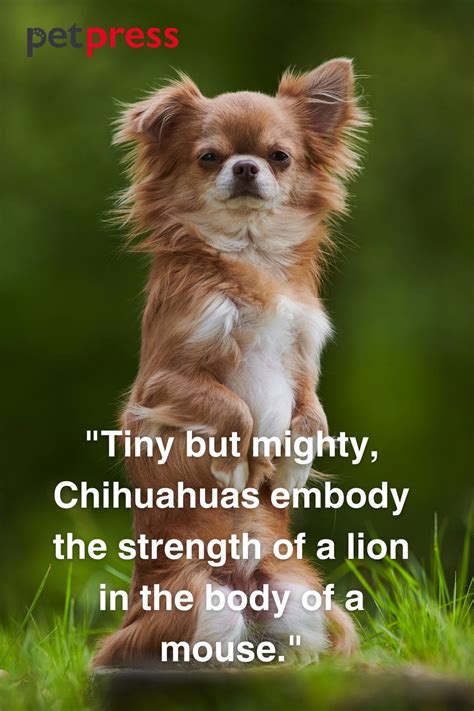 Tiny but Big Wisdom: 50 Best Chihuahua Dog Quotes That Inspire