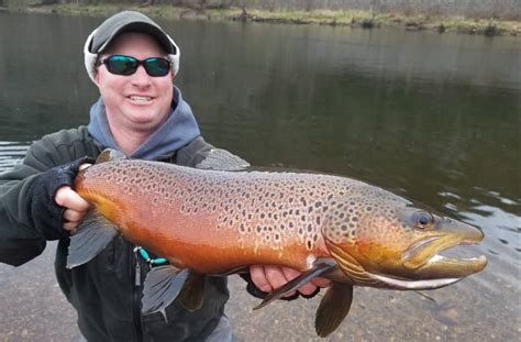 White River Fishing Report - Winter Trout Fishing Arkansas