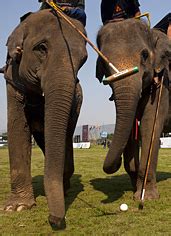 Tusk Force | Playing Elephant Polo in Jaipur