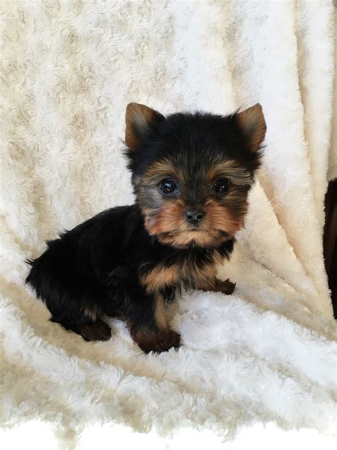 Teacup Yorkshire Terrier Females Additional Pictures! - iHeartTeacups