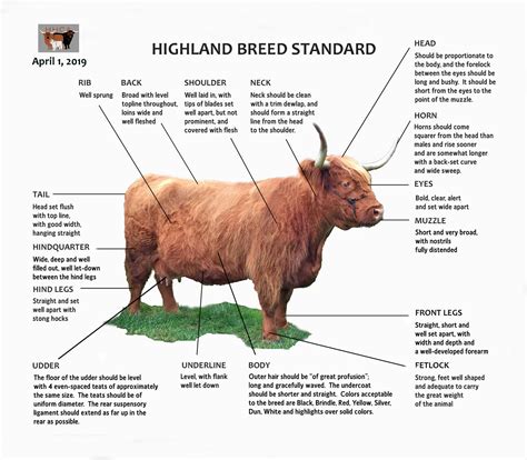 Heartland Highland Cattle Association - Highland Breed Standards