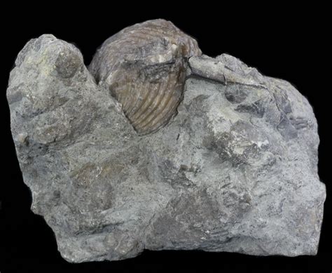 Platystrophia Brachiopod Fossil From Kentucky (#35122) For Sale - FossilEra.com