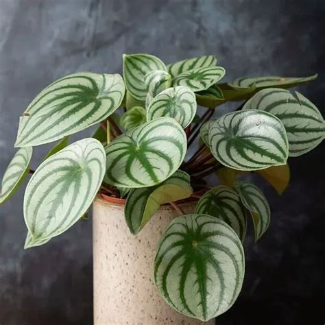 Watermelon Peperomia - Care and Growing Indoors