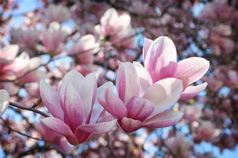 What Do Magnolia Flowers Look Like | Best Flower Site