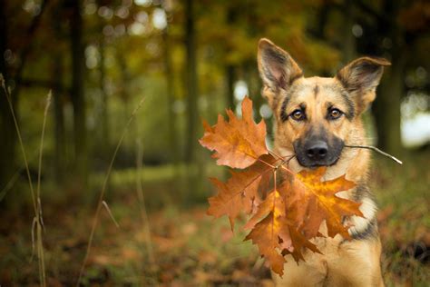 Download Leaf Fall Dog Animal German Shepherd HD Wallpaper