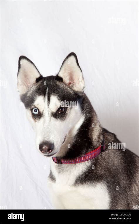 Do All Huskies Have Blue Eyes