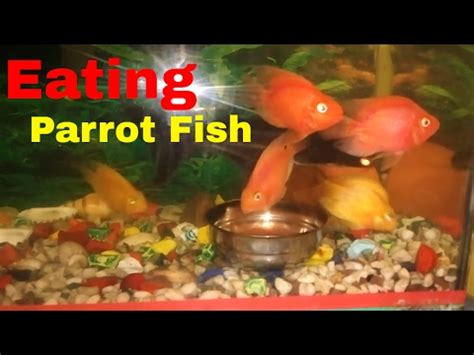 Parrot Fish Eating very Beautifully - YouTube