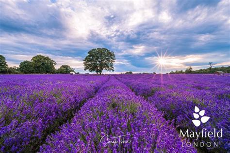 Mayfield lavender farm shop & cafe