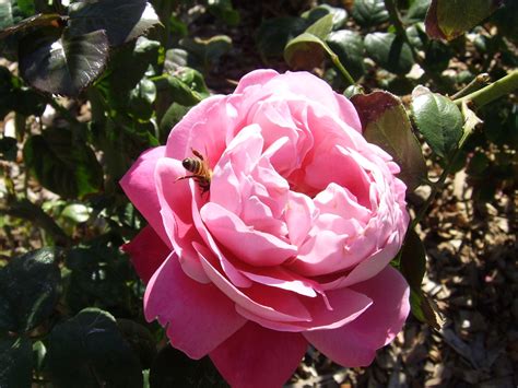 Pink Rose With Bee Free Stock Photo - Public Domain Pictures