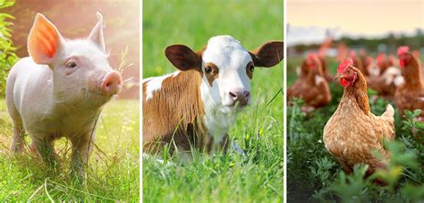 Farmer With Animals