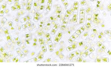 Algae Cell Under Microscope