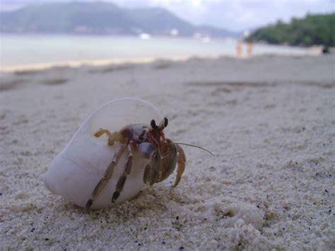 Crab On Beach Free Stock Photo - Public Domain Pictures