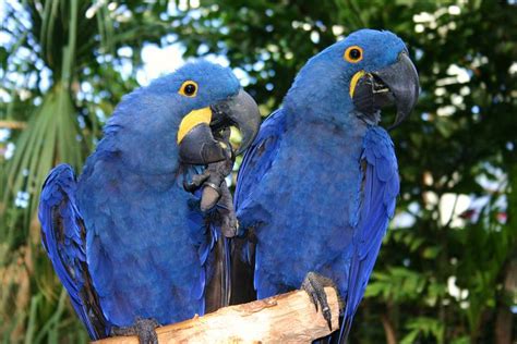 ¿Está el guacamayo azul en peligro de extinción? - Te lo explicamos