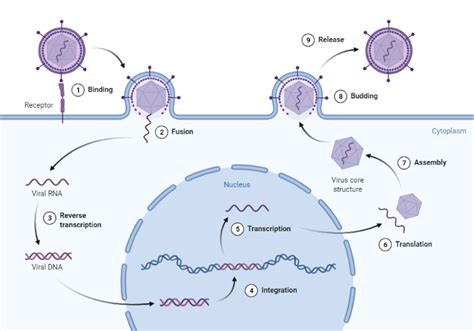 Generic Viral Life Cycle | BioRender Science Templates