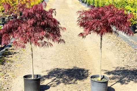 Acer palmatum 'Red Dragon' Japanese Maple | Conifer Kingdom