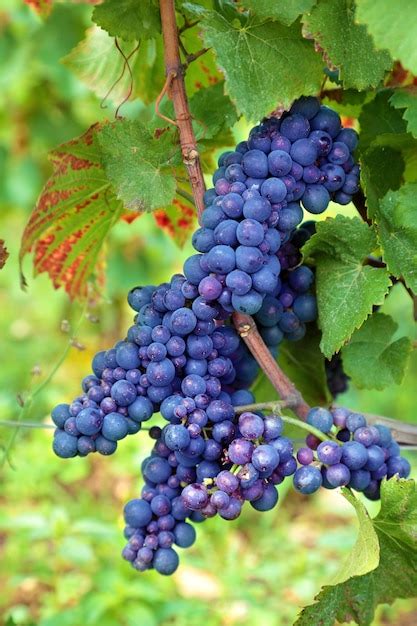 Bunch of red grapes growing in a vineyard Photo | Free Download