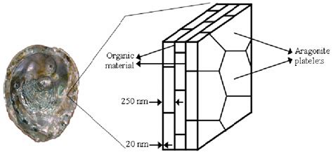 Nacre and schematic showing layered structure of nacre. | Download Scientific Diagram