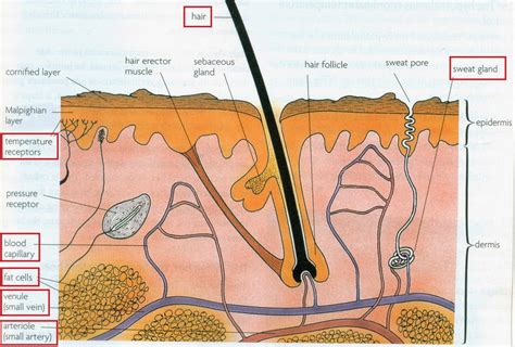 #101 Homeostasis | Biology Notes for IGCSE 2014 & 2022