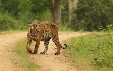 Tiger Safari in India - An Ultimate Guide - Tour Plan To India