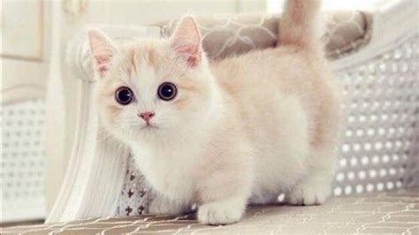 White Chubby Cat Kitten On Bed Couch HD Kitten Wallpapers | HD Wallpapers | ID #80850