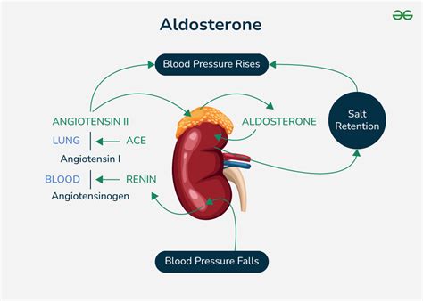 Overview on Aldosterone Hormone - Function and Synthesis - GeeksforGeeks