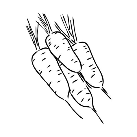 carrot vector sketch 8686017 Vector Art at Vecteezy