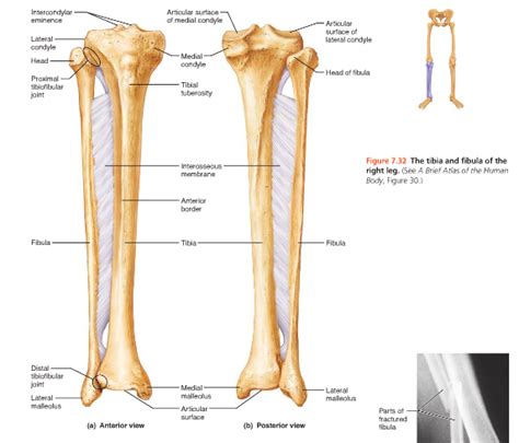 Medial Condyle Anatomy