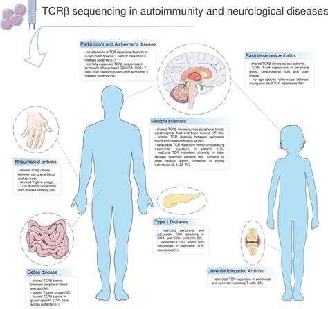 Frontiers | Immunosenescence and Autoimmunity: Exploiting the T-Cell ...